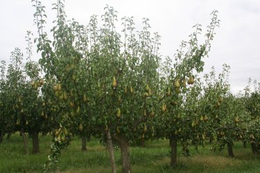 Pears have been grown at Mount Ephraim for 40years. Pears have been grown at Mount Ephraim for 40years.